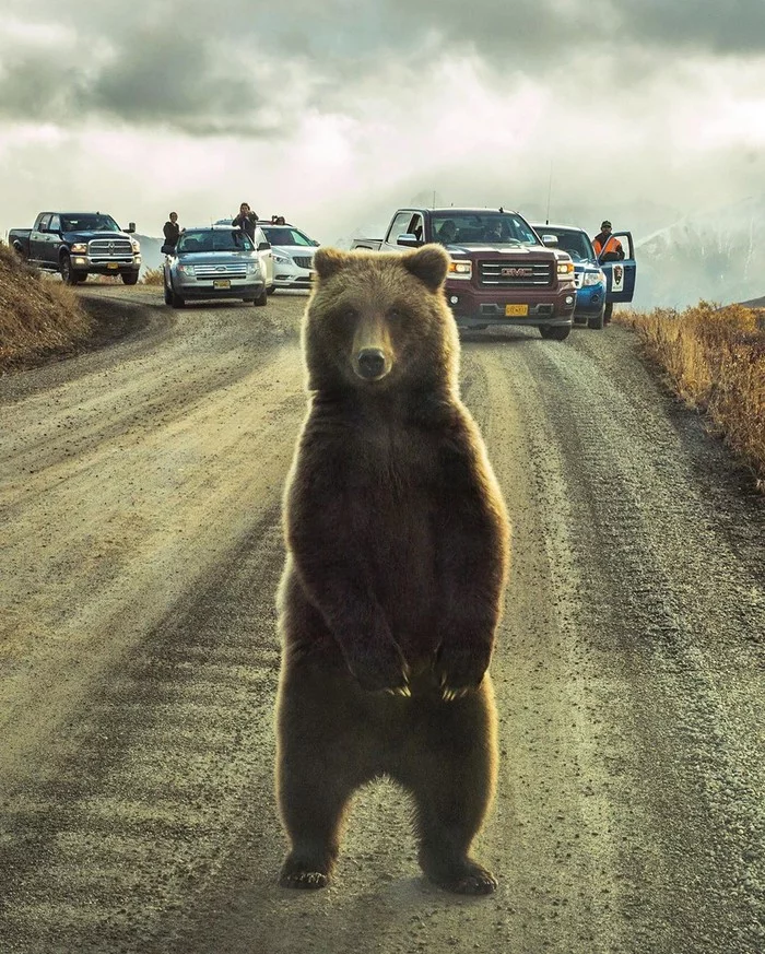 Cork 10 points - The photo, Bear, Animals, Road, Car, The Bears