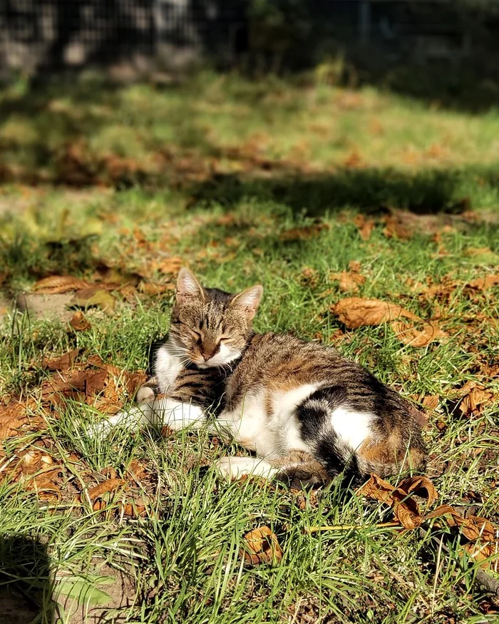 On a warm autumn day :) - My, Animals, cat, Autumn, Heat, The photo