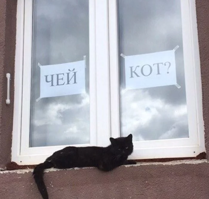 Whose cat? - cat, Black cat, Question, Window