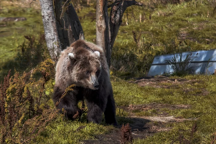 Master of Kamchatka - Bear, Kamchatka, The photo, Kuril lake, Longpost, The Bears