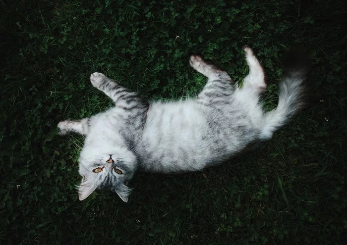 Rustic - My, cat, Mobile photography, Grass, Summer