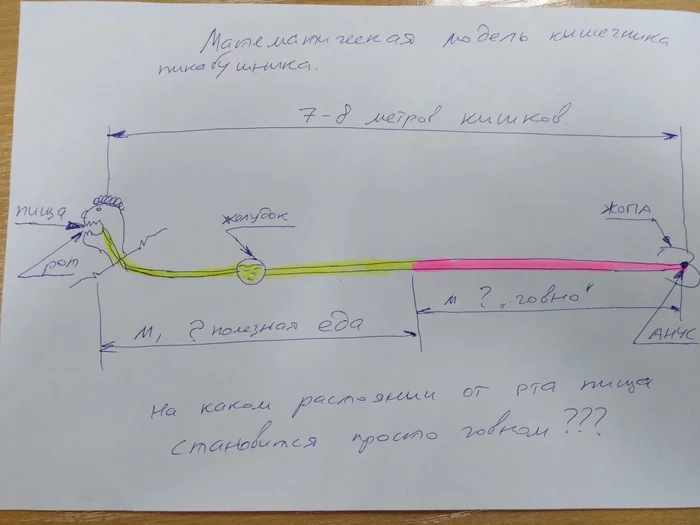 A question on the gastrointestinal tract or a mathematical model with a question for a techie pikabushnik. - Question, Intestines, Doctors, The medicine