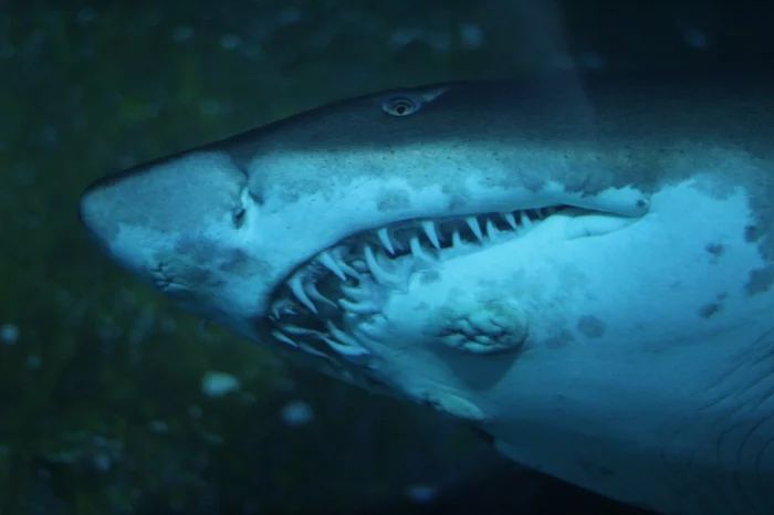 Mouth of an aged predator - My, Shark, Photographer, Jaws