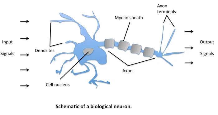 The will is not yours - My, Brain, Strength of will, Neurobiology, free will, Self-development, Philosophy