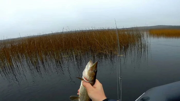 Pike fishing in October - My, Pike, Spinning, Asp, Karelian Isthmus, Video, Longpost