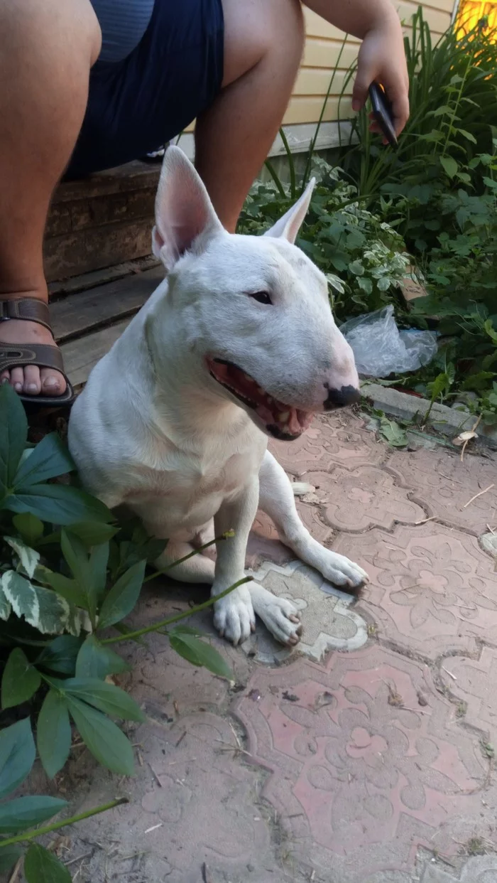 Bull terrier - My, Bull terrier, Minibull, MiniBul terrier, Longpost