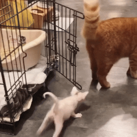 Кот встречает котенка