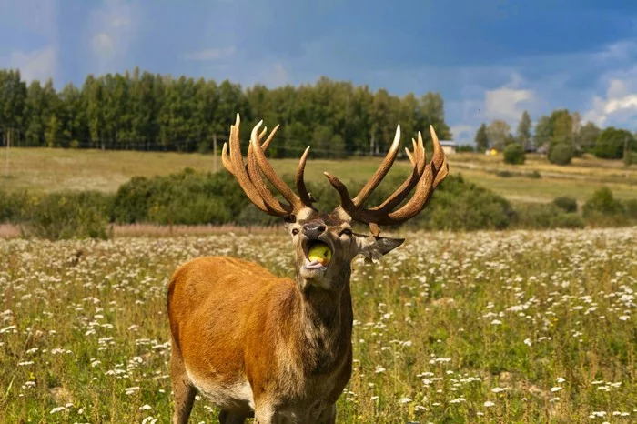 Deer - My, Deer, Red deer, Deer