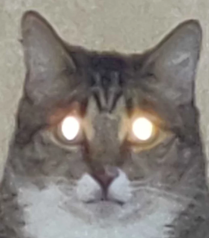 That look when you forgot to feed the cat... - My, cat, Eyes, Terminator