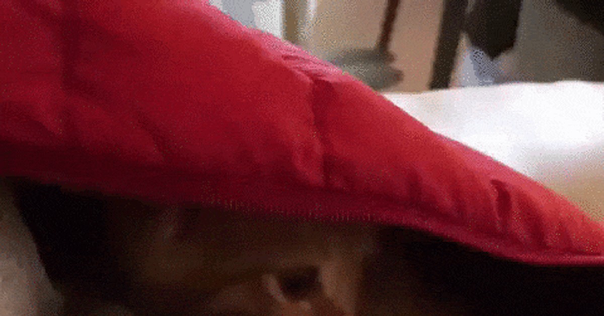 I'm in the house - cat, Kittens, Catomafia, Pets, A blanket, Hide and seek, Milota, GIF