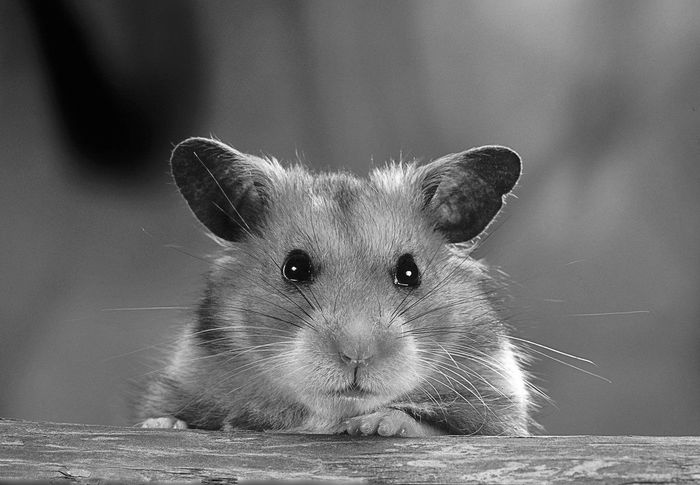Khomka - My, Pets, Hamster, Childhood memories, Author's story, Childhood in the USSR, Longpost