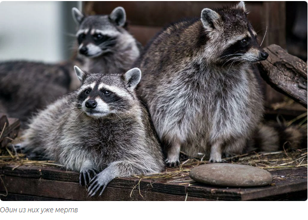 How raccoons die. - Moscow Zoo, Raccoon, Yandex Zen, Animals, Longpost, Binge eating, Death, Visitors, Feeding