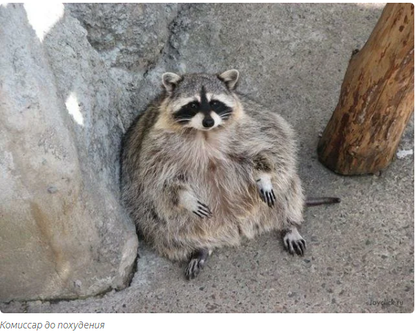 How raccoons die. - Moscow Zoo, Raccoon, Yandex Zen, Animals, Longpost, Binge eating, Death, Visitors, Feeding