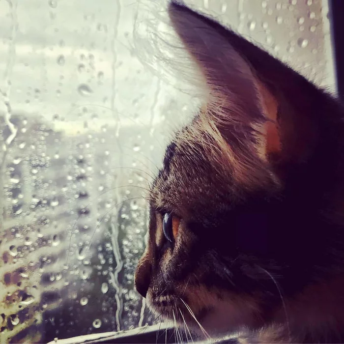 Rainy day - My, Animals, Pets, cat, Catomafia, Rain