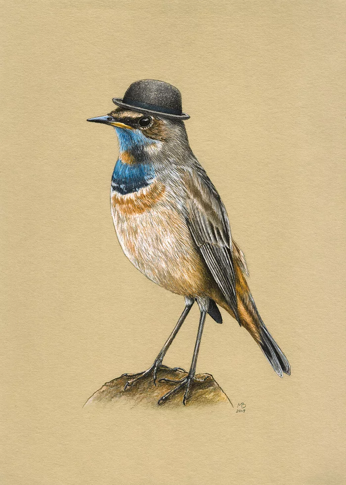 Bluethroat - My, Drawing, Pastel, Birds, Birds in hats, Bluethroat, Art, Animalistics