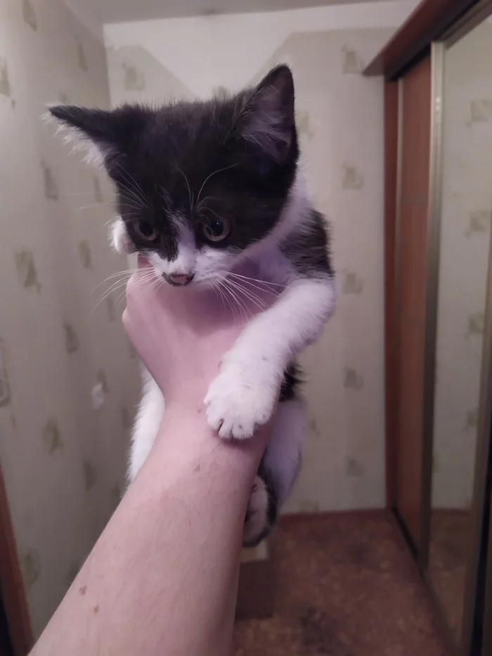 Catakers. Moscow. - My, No rating, Kittens, In good hands, Moscow, Longpost, cat