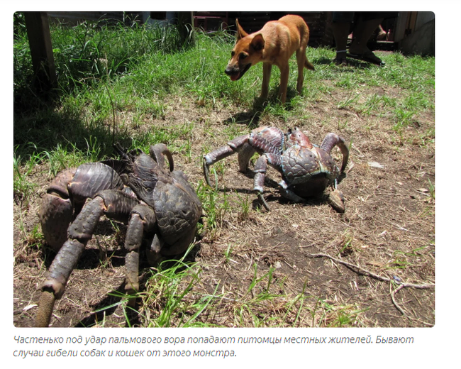 Palm Thief: Giant hermit crabs ravage villages and attack domestic animals. - Story, Story, Cancer hermit, Informative, Animals, Yandex Zen, Longpost, Arthropods