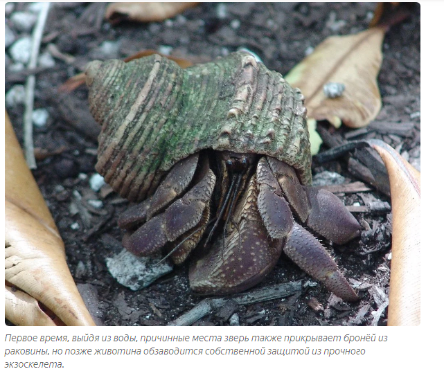 Palm Thief: Giant hermit crabs ravage villages and attack domestic animals. - Story, Story, Cancer hermit, Informative, Animals, Yandex Zen, Longpost, Arthropods