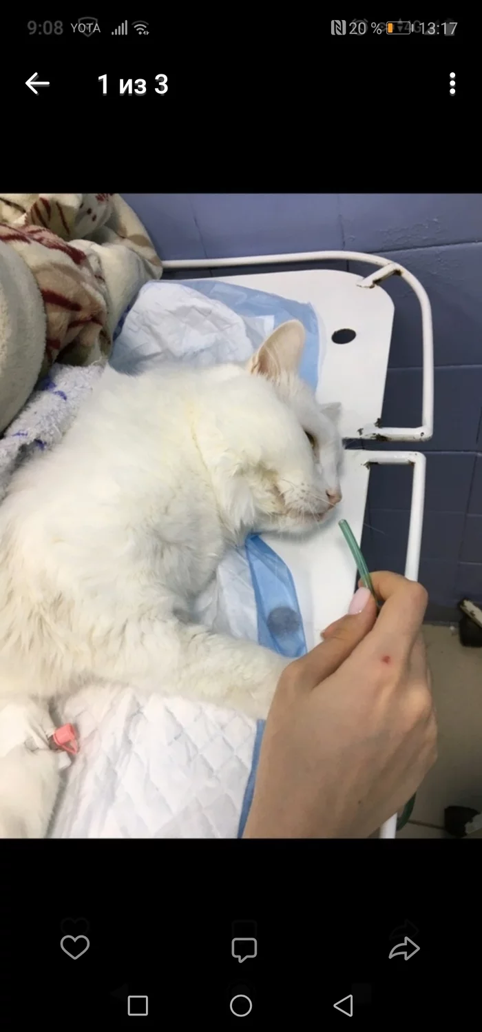 Need help Ekaterinburg - Longpost, cat, Help, Blood transfusion, Donor, Veterinary, Yekaterinburg, No rating