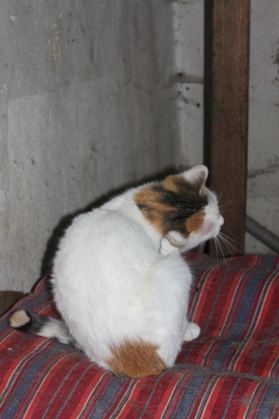 My personal Kotoland 202 - My, cat, Shelter, Kindness, Lipetsk, Shelter Cotoland, Help, Longpost, In good hands, No rating