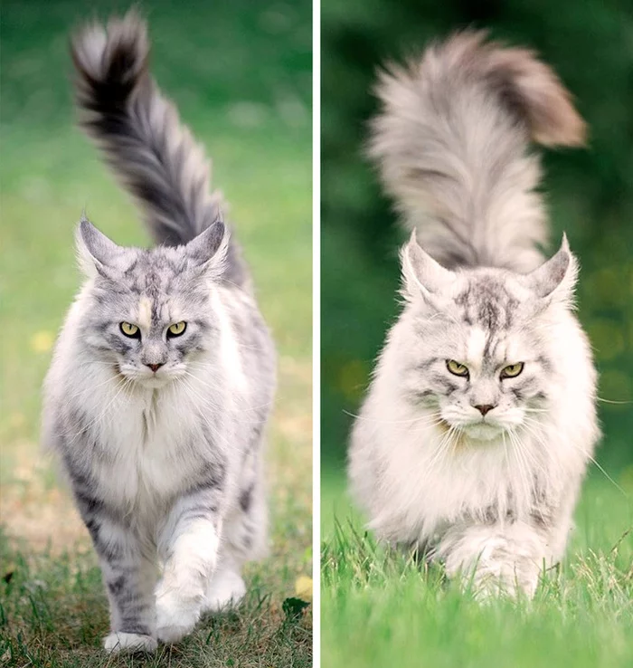 Summer vs winter - cat, Catomafia, Reddit