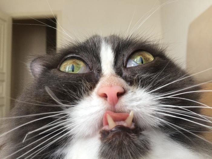 When I turned on the front camera - cat, Muzzle, The photo, Lok tar ogar