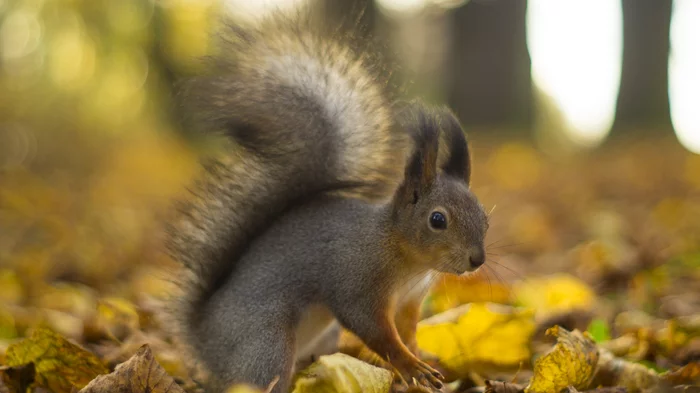 Walk through the Central Park of Culture and Culture in St. Petersburg - My, Squirrel, Walk, Longpost