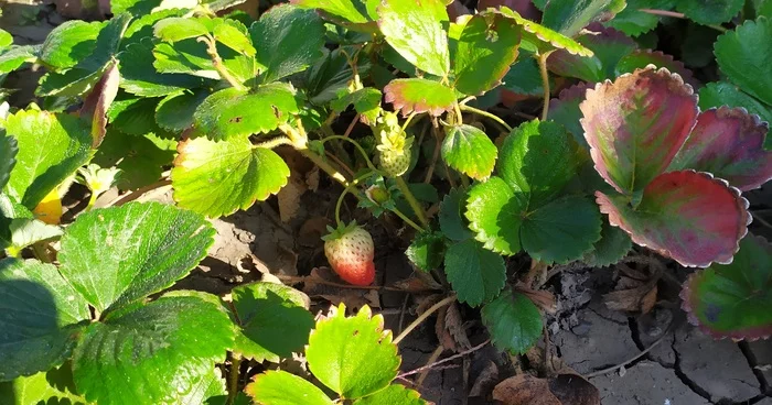 Rostov strawberry. October 23 - My, Strawberry (plant), Autumn, Rostov-on-Don