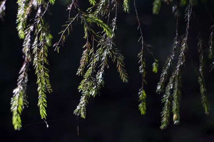 A little nature in the forests near Minsk. - My, Minsk, The photo, I want criticism, Longpost