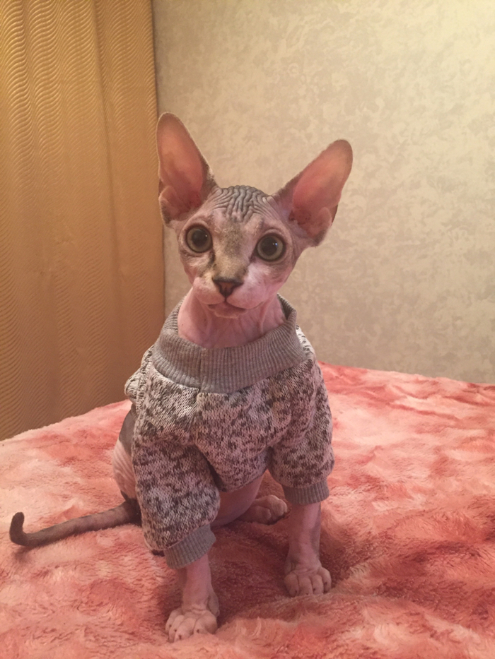 � ���� ����������)