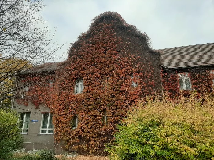 Walk around Svetlogorsk (Kaliningrad region) - My, Architecture, Autumn, Longpost