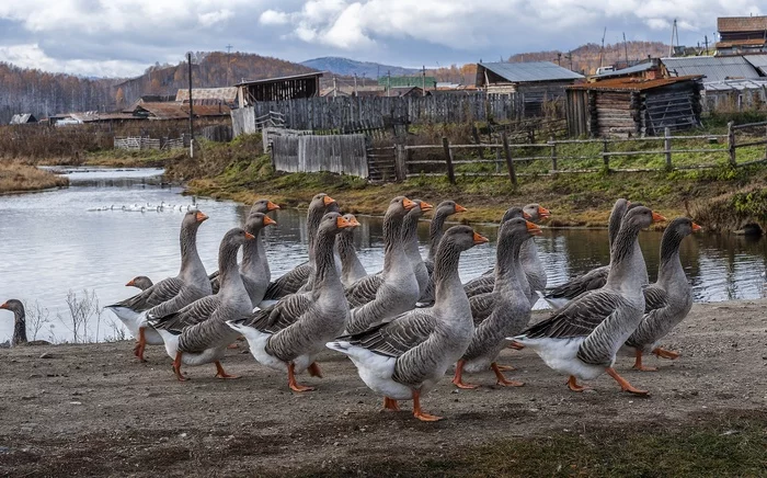 Ctrl+C - Ctrl+V (Eat geese) - Гусь, Village, Nature, Birds, The photo, Chelyabinsk region