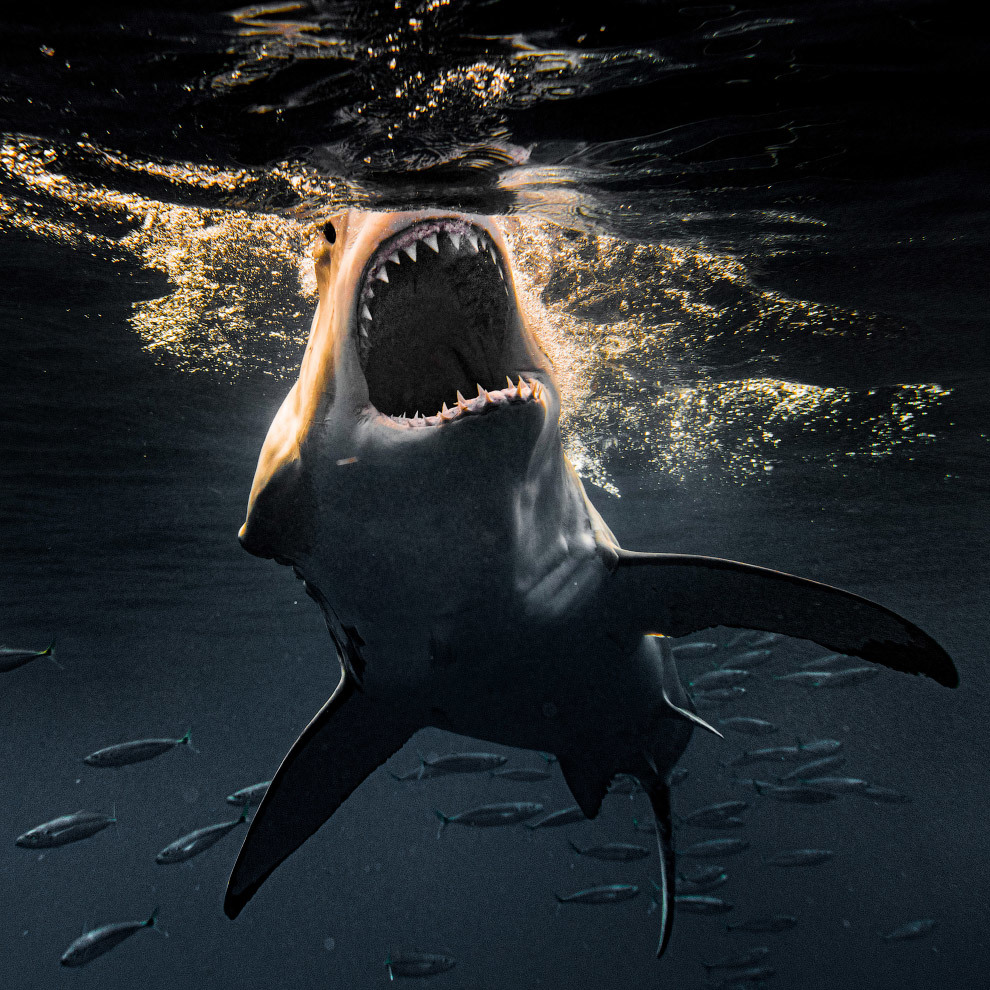 Страшная акула в мире. Скваликоракс акула. Кархародон МЕГАЛОДОН. Белая акула людоед кархародон.