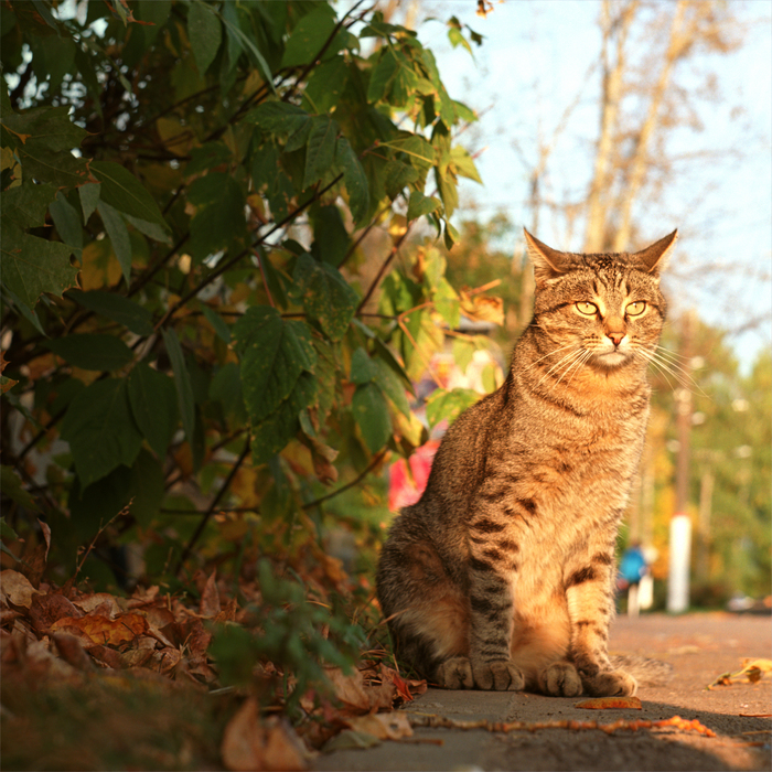"Я кот, а чего добился ты?" Уличный сентябрьский. Кот, Пленка, Средний формат, Kodak, Длиннопост