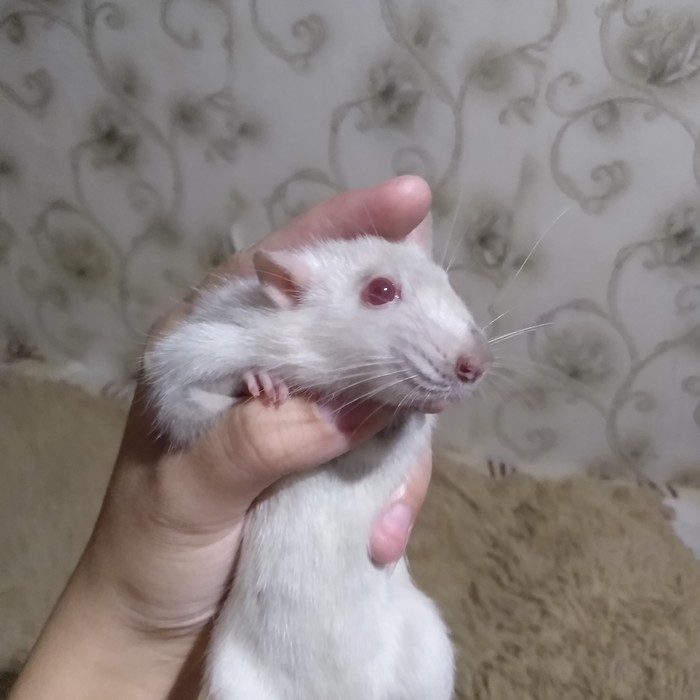 Альба хулиганит, или таинственная Дыра в полу.