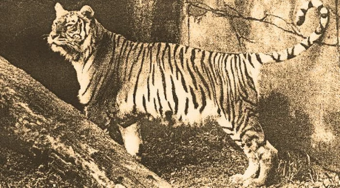 Turanian tiger - Tiger, Animals, Mammals, Nature, Asia, Longpost