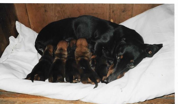 Беременная Тесса | Пикабу