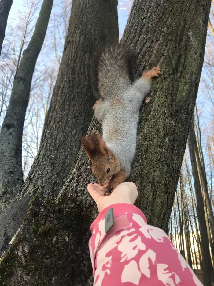 Insatiable girlfriend - My, Kolpino, Squirrel, Autumn