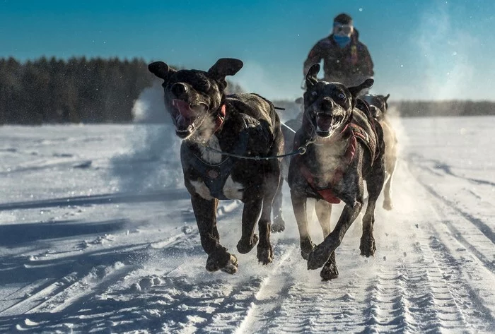 Racing team - Team, Winter, Dog, The photo