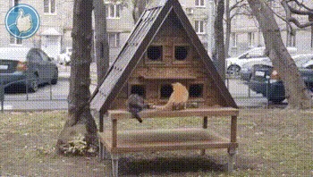 Кошкин дом Кот, Домашние животные, Дом, Милота, Гифка