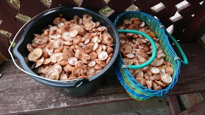 Nalibokskaya Pushcha. October 24, 2019 - My, Mushrooms, The photo, Honey mushrooms, Borovik, Longpost
