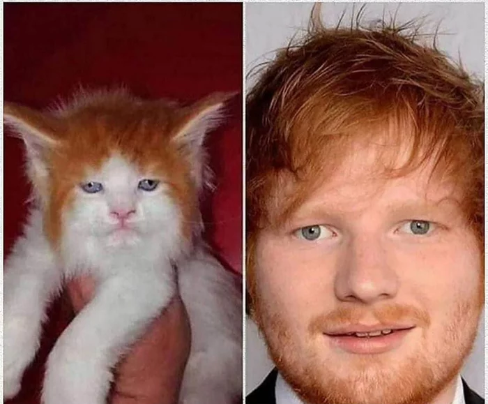 My cat likes Ed Sheeran - Ed Sheeran, cat, Humor