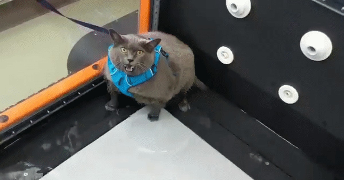 Cat on a treadmill - cat, Treadmill, Sport, Humor, GIF