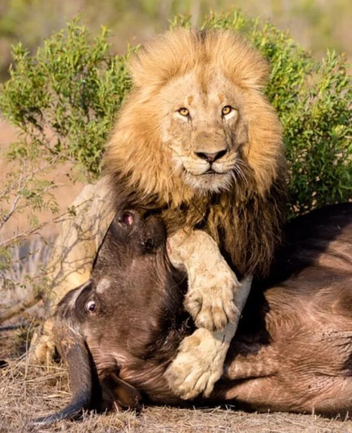 Smile ... - a lion, Buffalo, Africa, Hunting, The photo, Catomafia, Big cats, Wild animals, cat