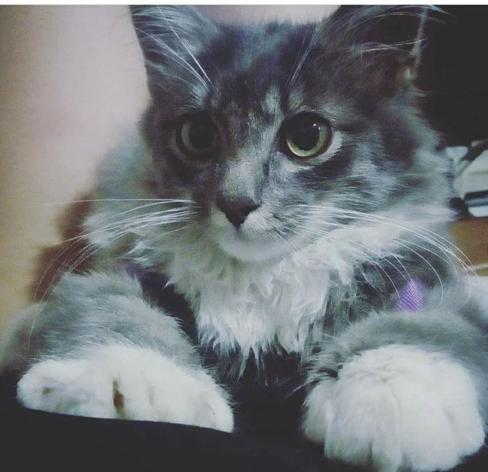 Коты, которые нашли дом - Моё, Домашние животные, Кот, Котомафия, Спасение животных, Длиннопост