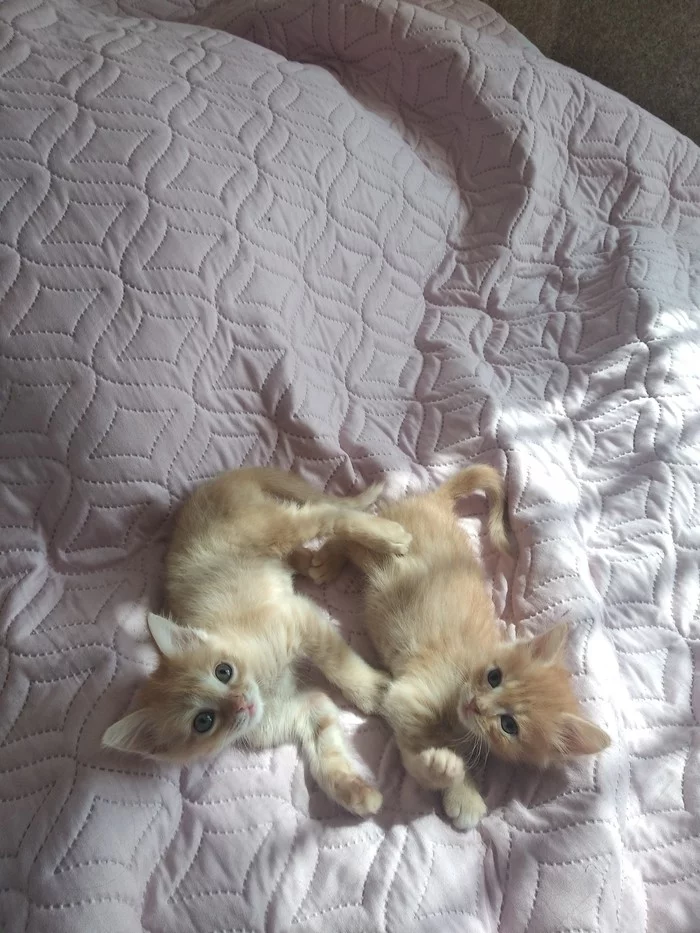 Коты, которые нашли дом - Моё, Домашние животные, Кот, Котомафия, Спасение животных, Длиннопост
