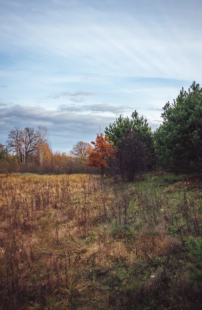 Autumn, summer - My, Autumn, Forest, Nature, Nizhny Novgorod Region, Two colors