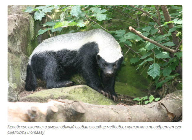 Honey badger: an animal that is not afraid of anyone. - Story, Story, Animals, Honey badger, Informative, Yandex Zen, Video, Longpost