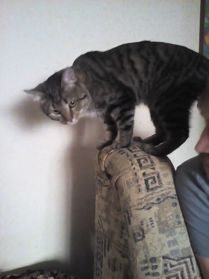 Котэ вырос - Моё, Животные, Мех, Кот