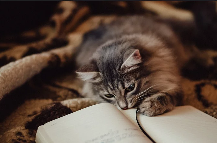 So that's why you need a book! There's a playful lace here... - cat, Kittens, Catomafia, Pets